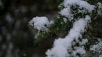 冰雪覆盖植物