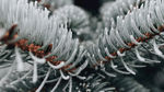 冰雪覆盖植物