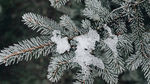 冰雪覆盖植物