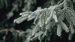 冰雪覆盖植物