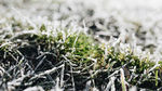 冰雪覆盖植物