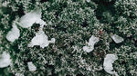 冰雪覆盖植物