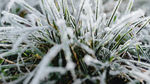 冰雪覆盖植物