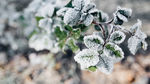 冰雪覆盖植物