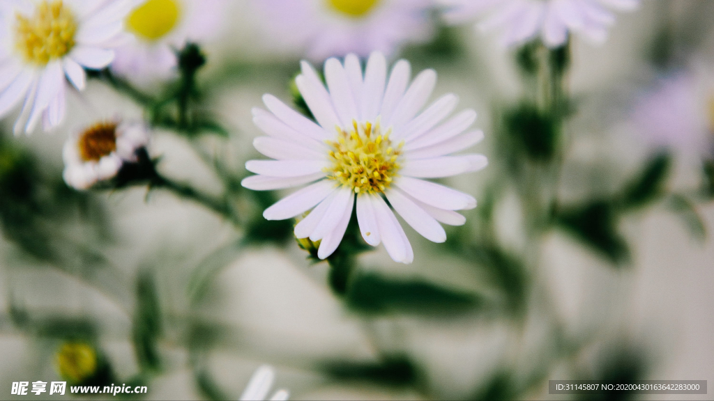 小雏菊