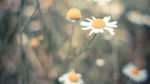 小雏菊