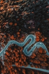 林中公路