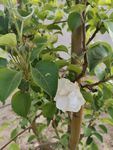 苹果树 苹果花