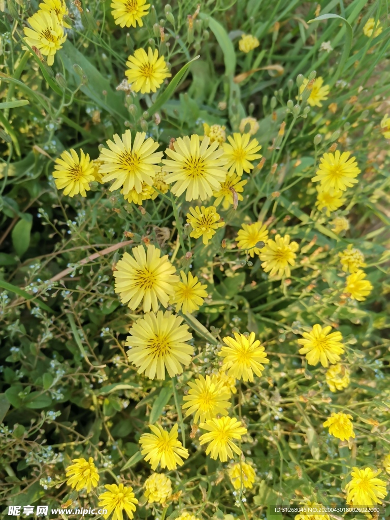 小苦荬 苦荬花