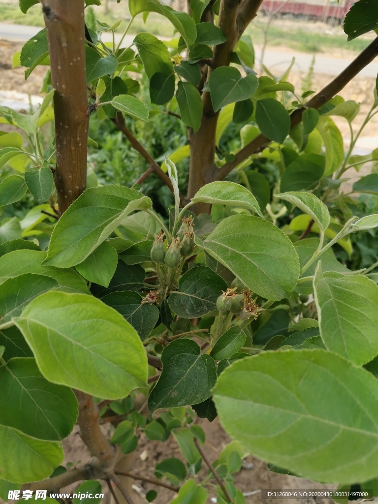 苹果树 苹果花