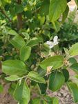 苹果树 苹果花
