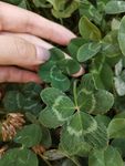 幸运草 绿植
