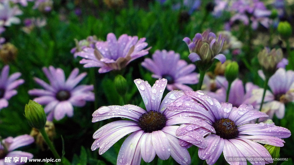 非洲菊