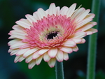 非洲菊