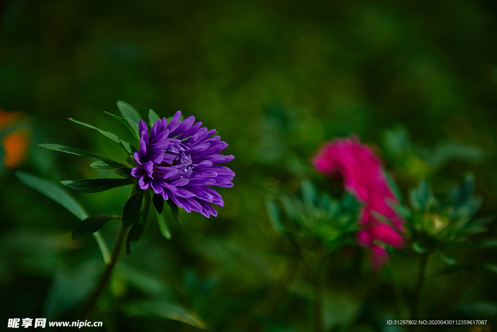 非洲菊