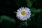 非洲菊