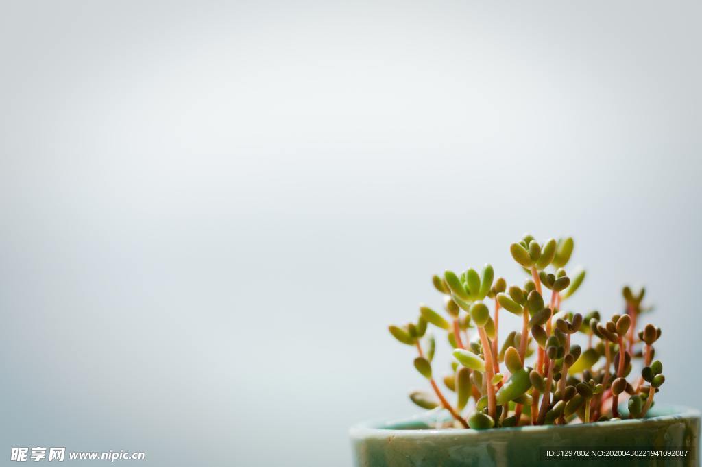 多肉 植物 观赏类