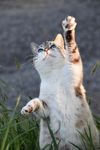 猫