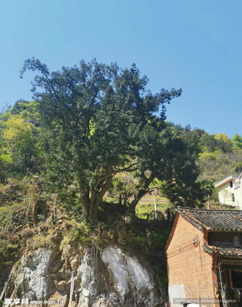 香榧树