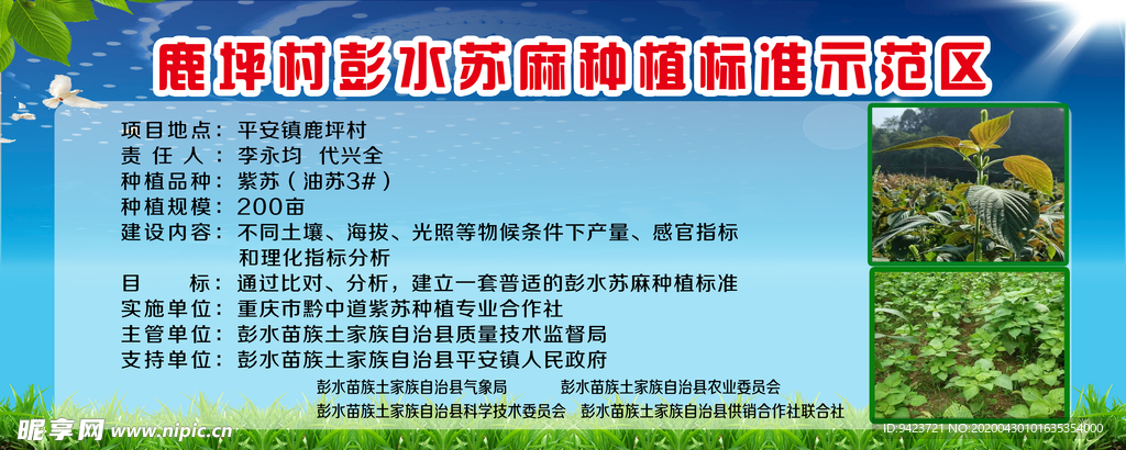 苏麻基地     苏麻