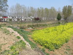 乡村春景