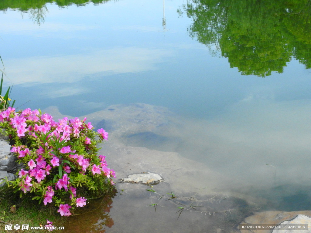 花色池塘水面倒映