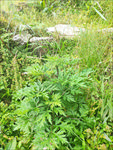 艾草