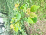 乌桕嫩枝