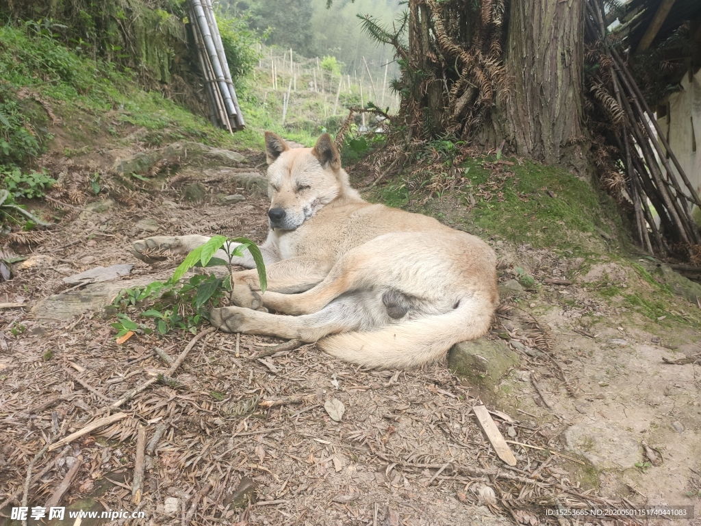 中华田园犬