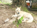 中华田园犬