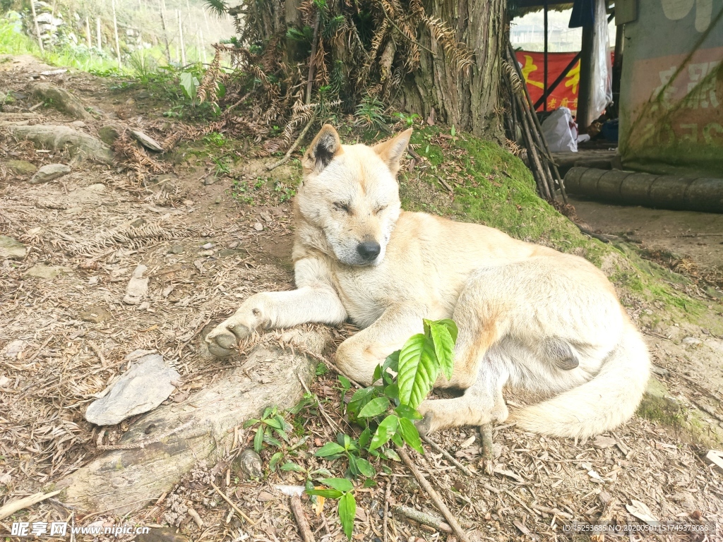 中华田园犬