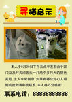 寻猫启事