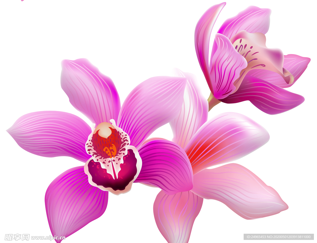 兰花蝴蝶兰