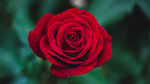 红玫瑰花月季花图片