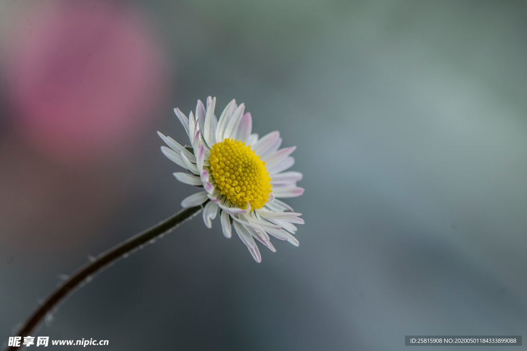 雏菊花清新图片