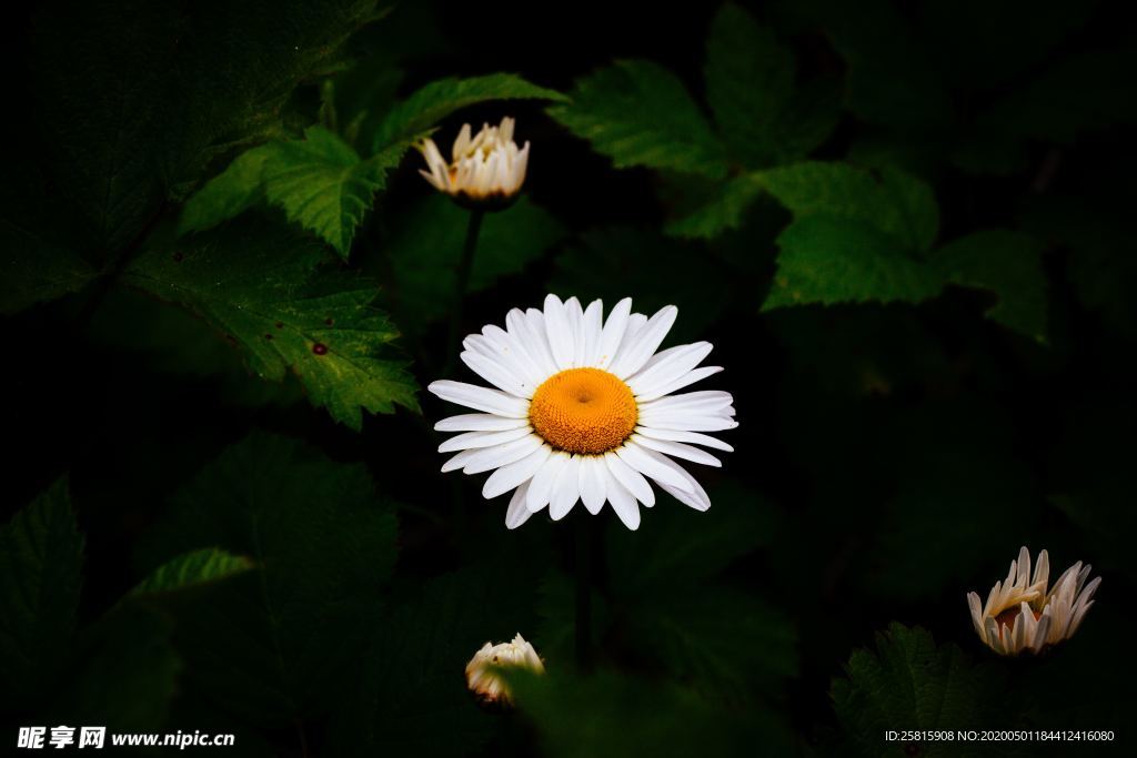 雏菊花清新图片