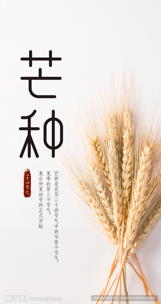 芒种海报