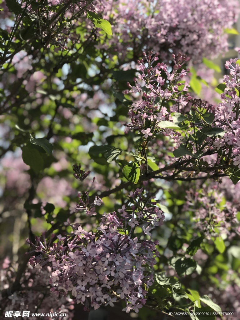 丁香花