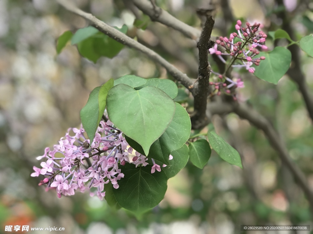 丁香花