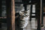 英短 猫咪可爱