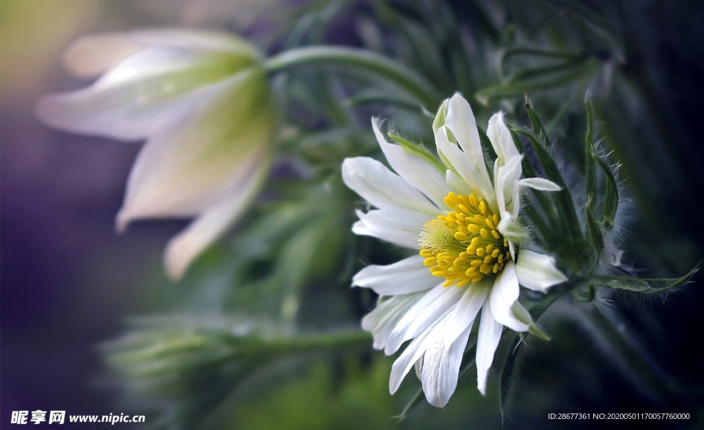 花 阳光