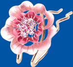 簪子