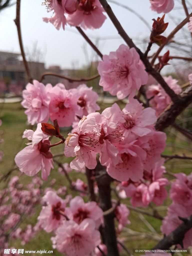 春之桃花