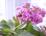 长寿花