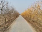 乡间小路