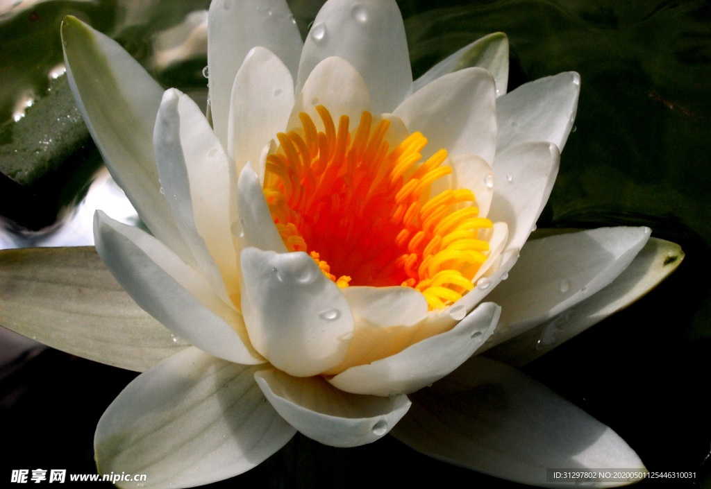 莲花