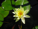 莲花