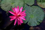 莲花