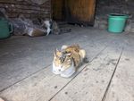塔尔寺的猫