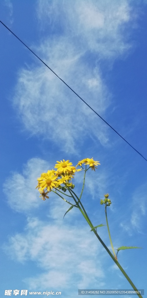 蓝天下的小黄花